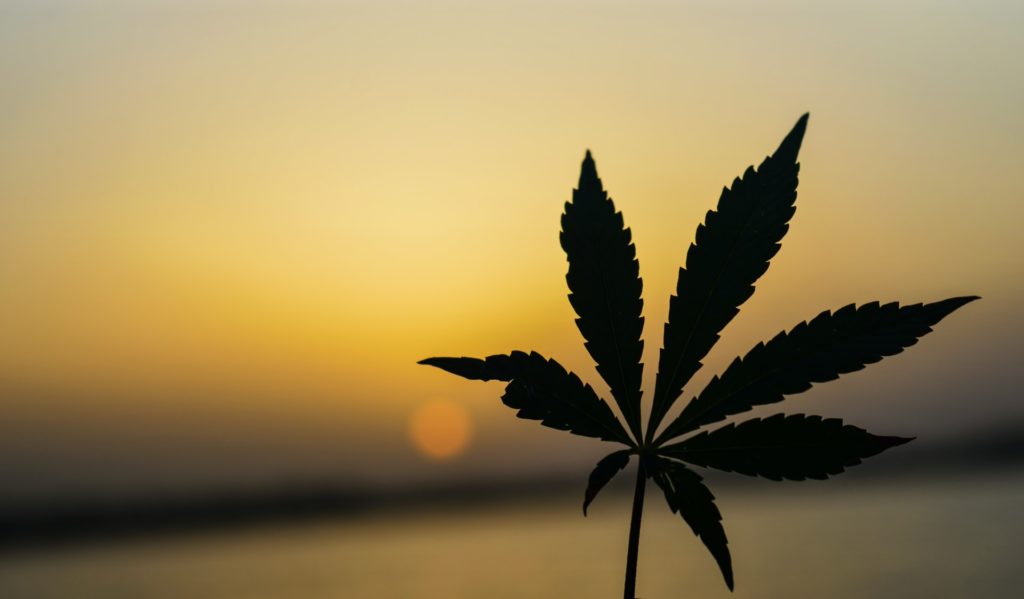 A hemp leaf in the foreground of a sunset.