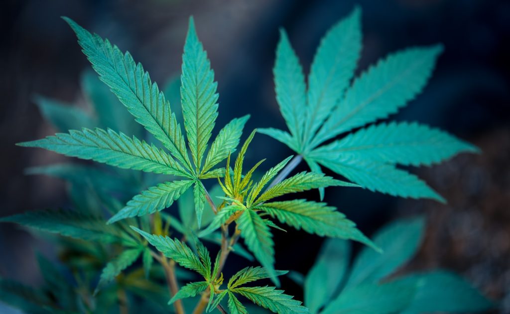 close up of unharvested hemp leaves