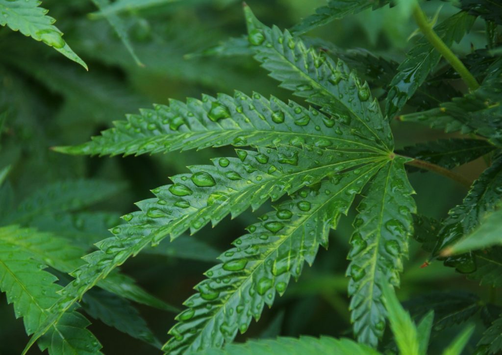 close-up of wet hemp leaf