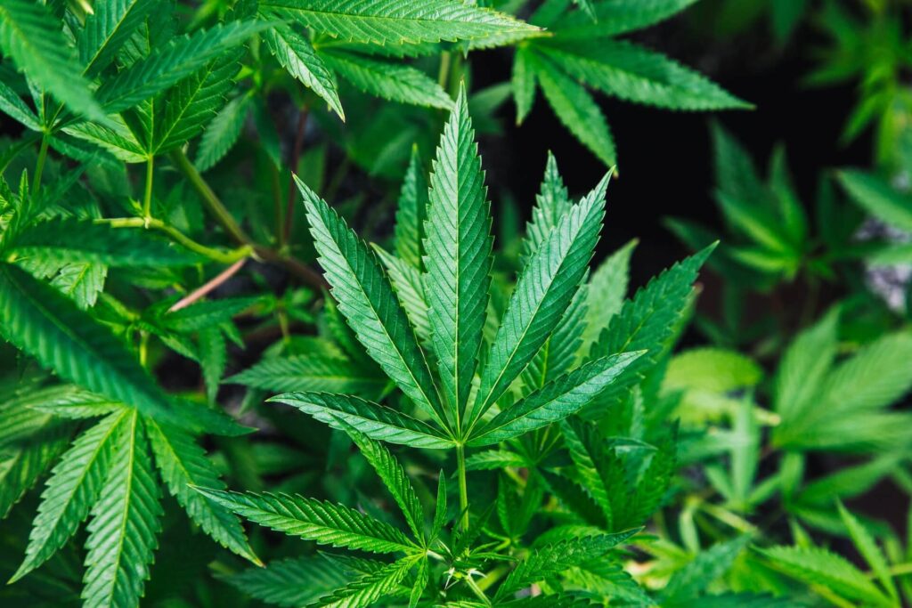 Cannabis leaves close up