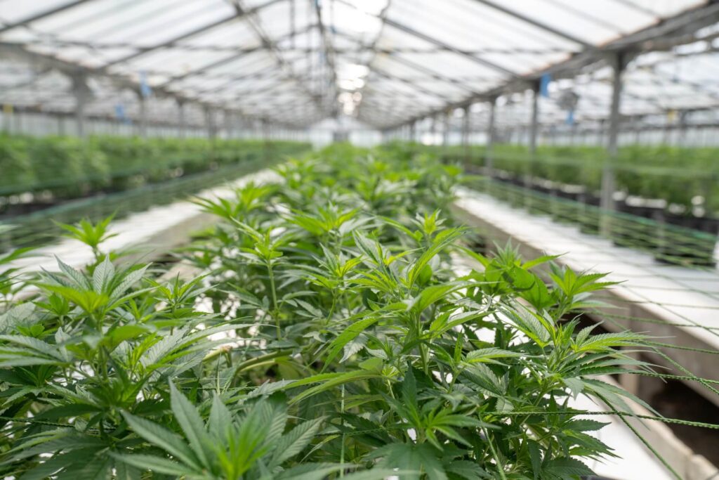 Hemp plants growing in long green house
