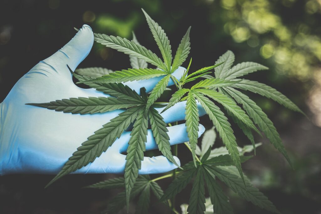 Gloved hand holds up some cannabis leaves