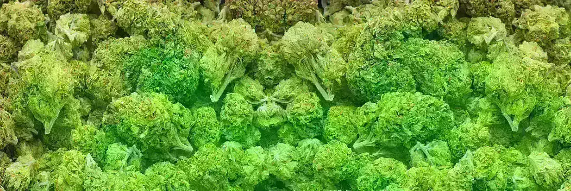THCa Flower. Fresh and Potent! 