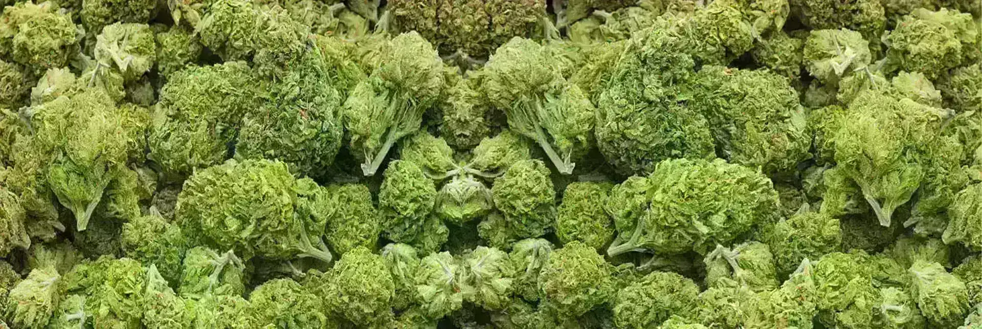 THCa Flower. Fresh and Potent! 